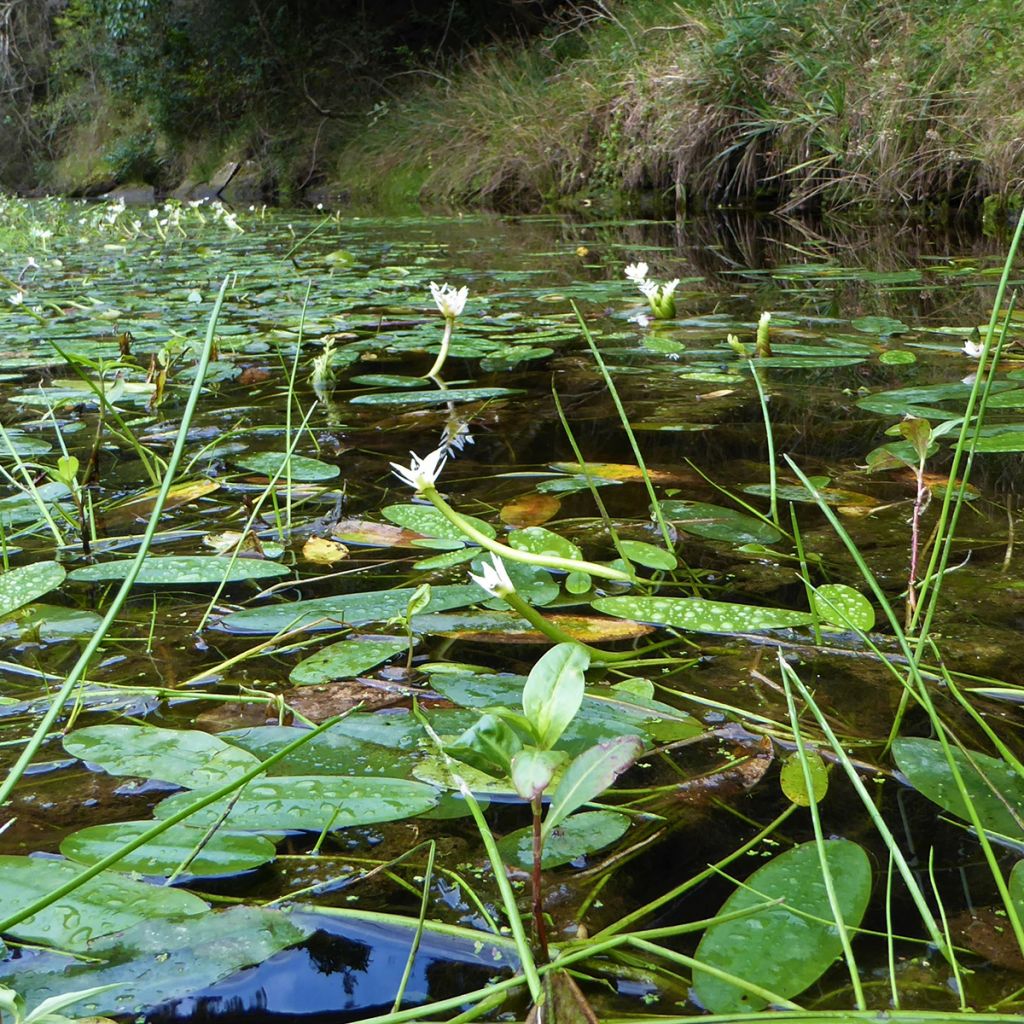 Aponogeton distachyos - Espárrago de El Cabo