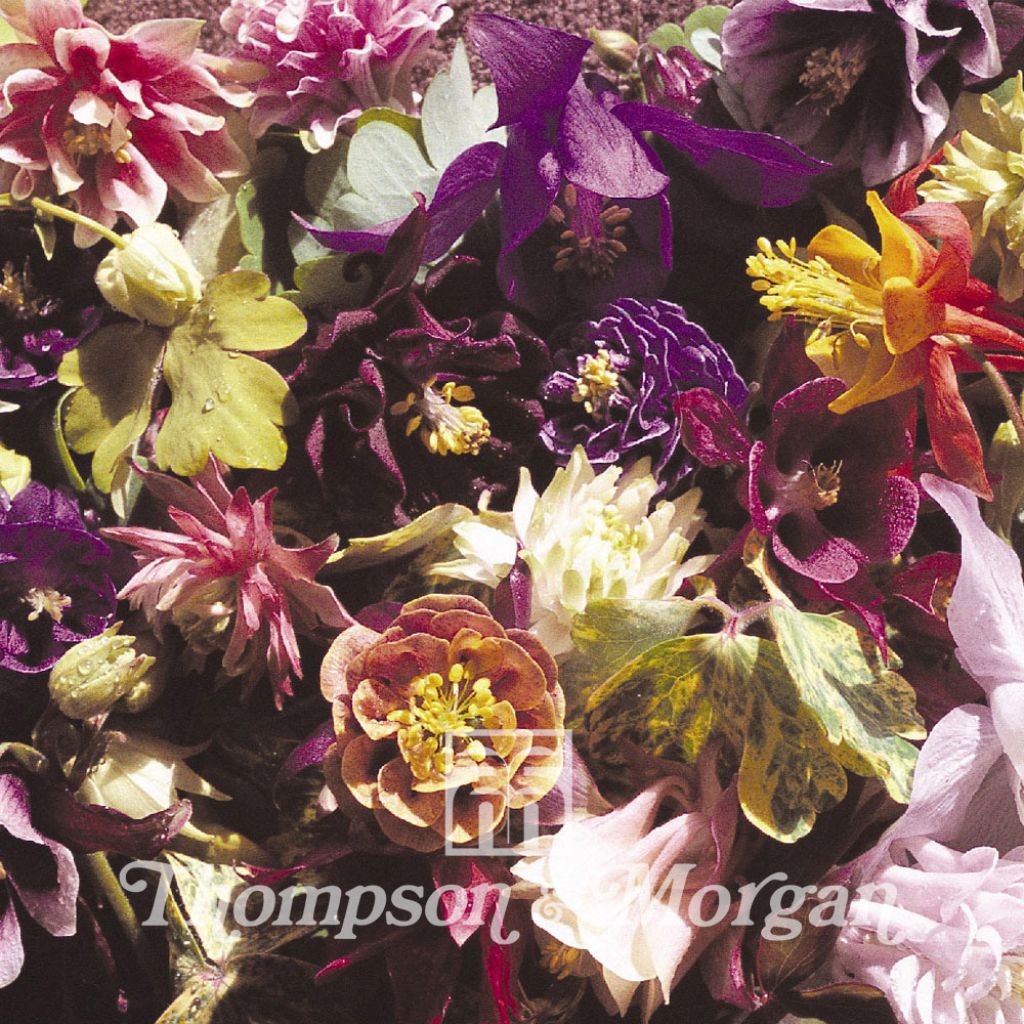 Graines d'Aquilegia x hybrida Crown Jewels Mixed - Ancolie des jardins hybride en mélange