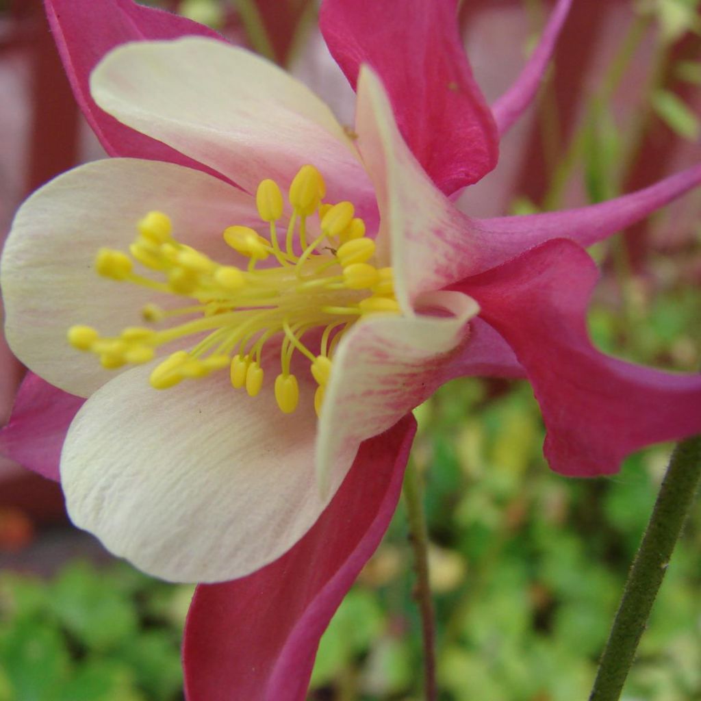 Ancolie, Aquilegia Songbird Series Cardinal