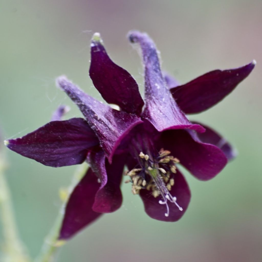 Ancolie, Aquilegia atrata