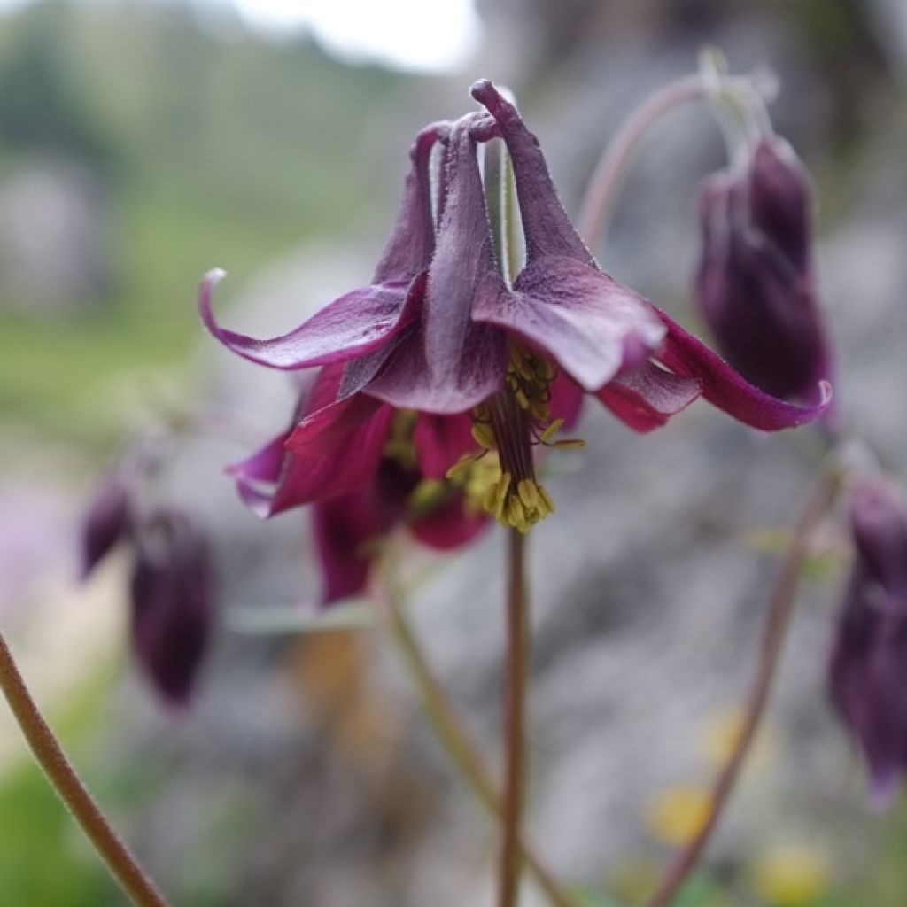 Ancolie, Aquilegia atrata