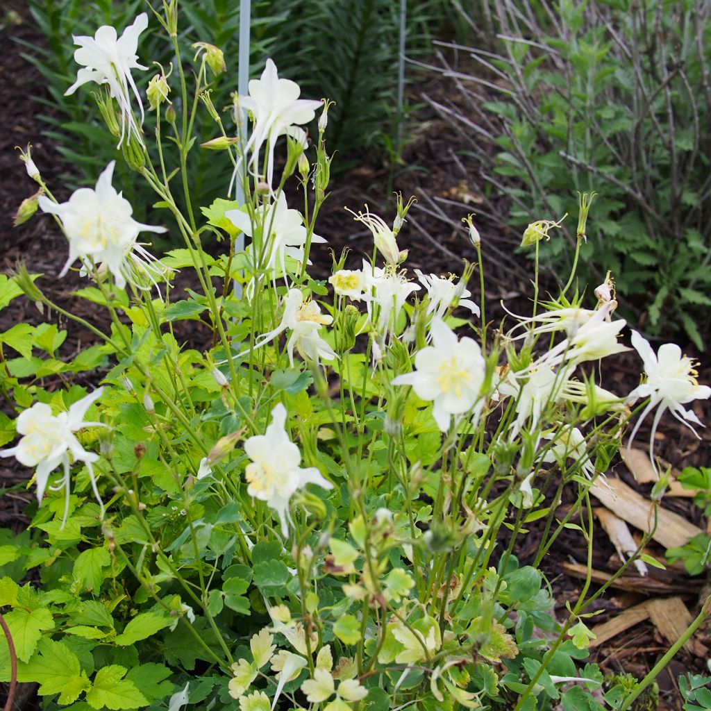 Ancolie, Aquilegia caerulea Kristall