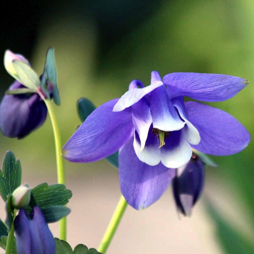 Ancolie naine - Aquilegia flabellata Cameo Blue and White