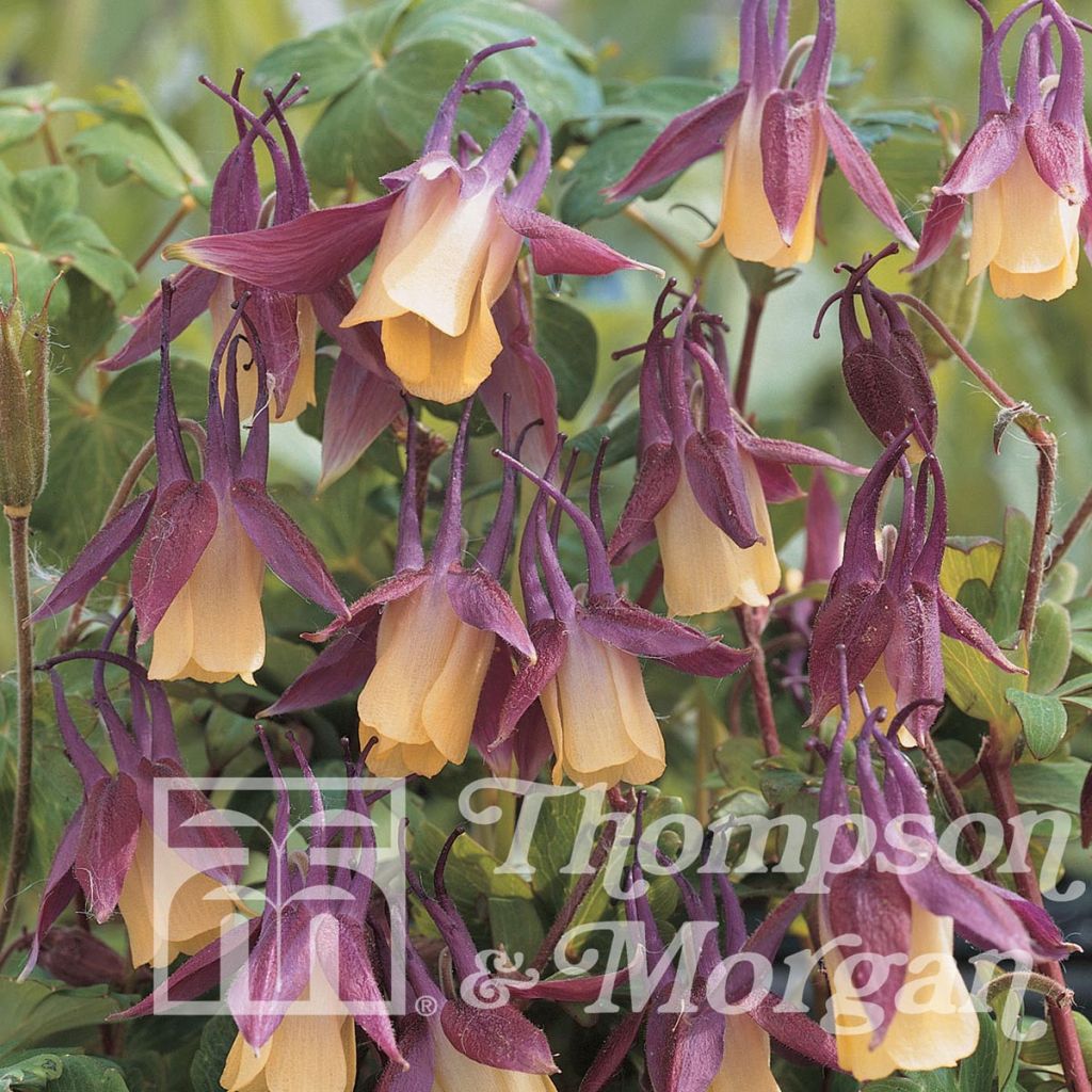 Ancolie naine du japon - Aquilegia flabellata var. pumila f. kurilensis ‘Rosea’