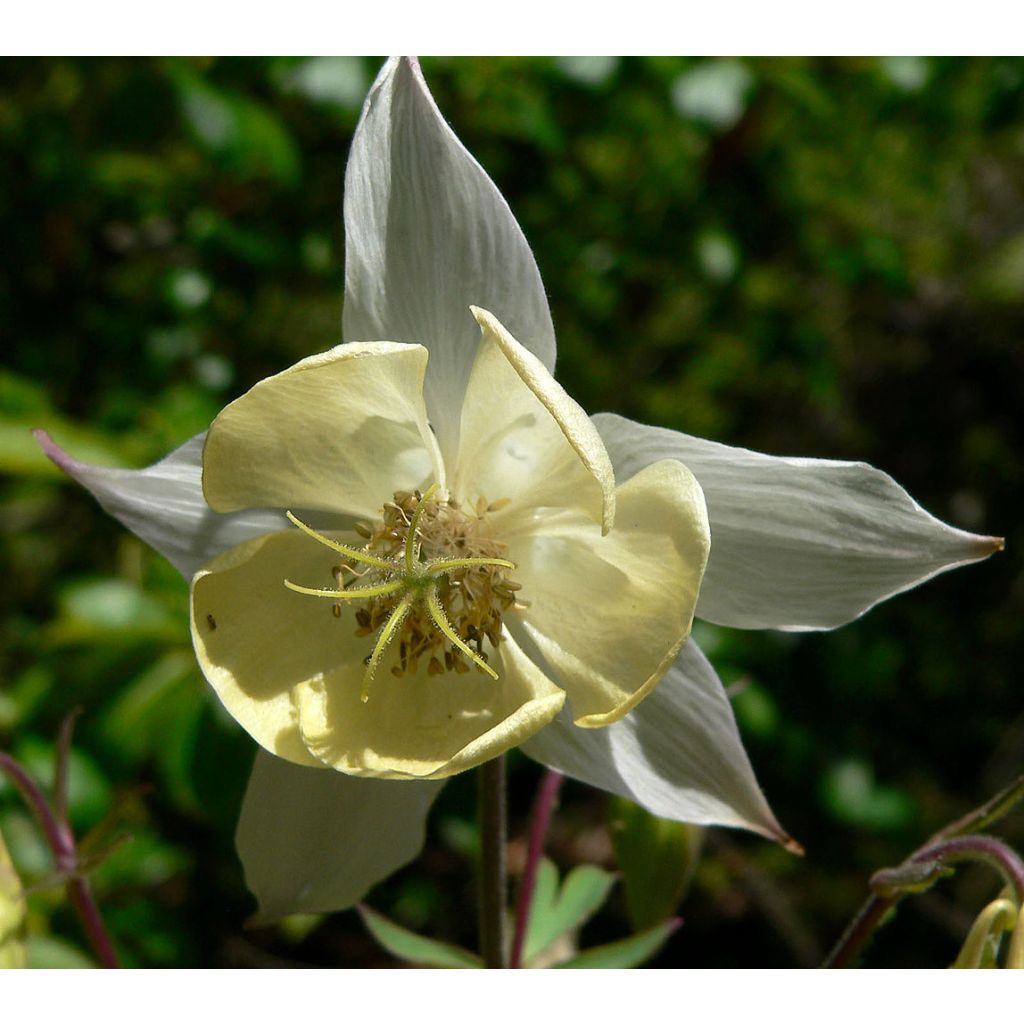 Ancolie, Aquilegia fragrans