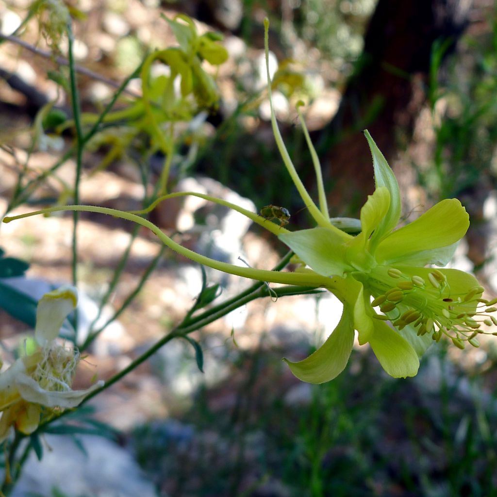 Ancolie, Aquilegia longissima