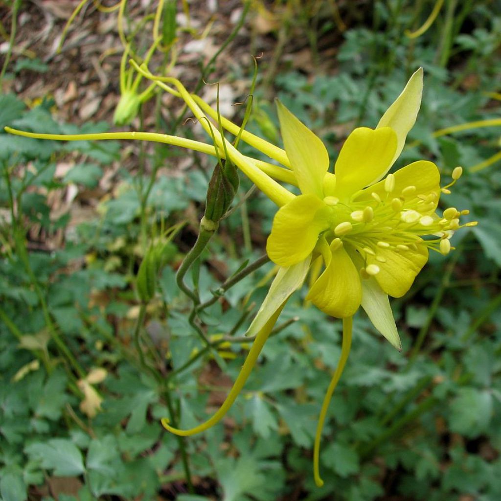 Ancolie, Aquilegia longissima