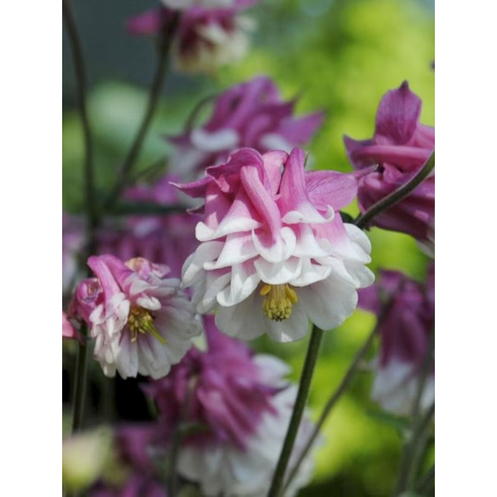 Aquilegia vulgaris Pink Petticoat