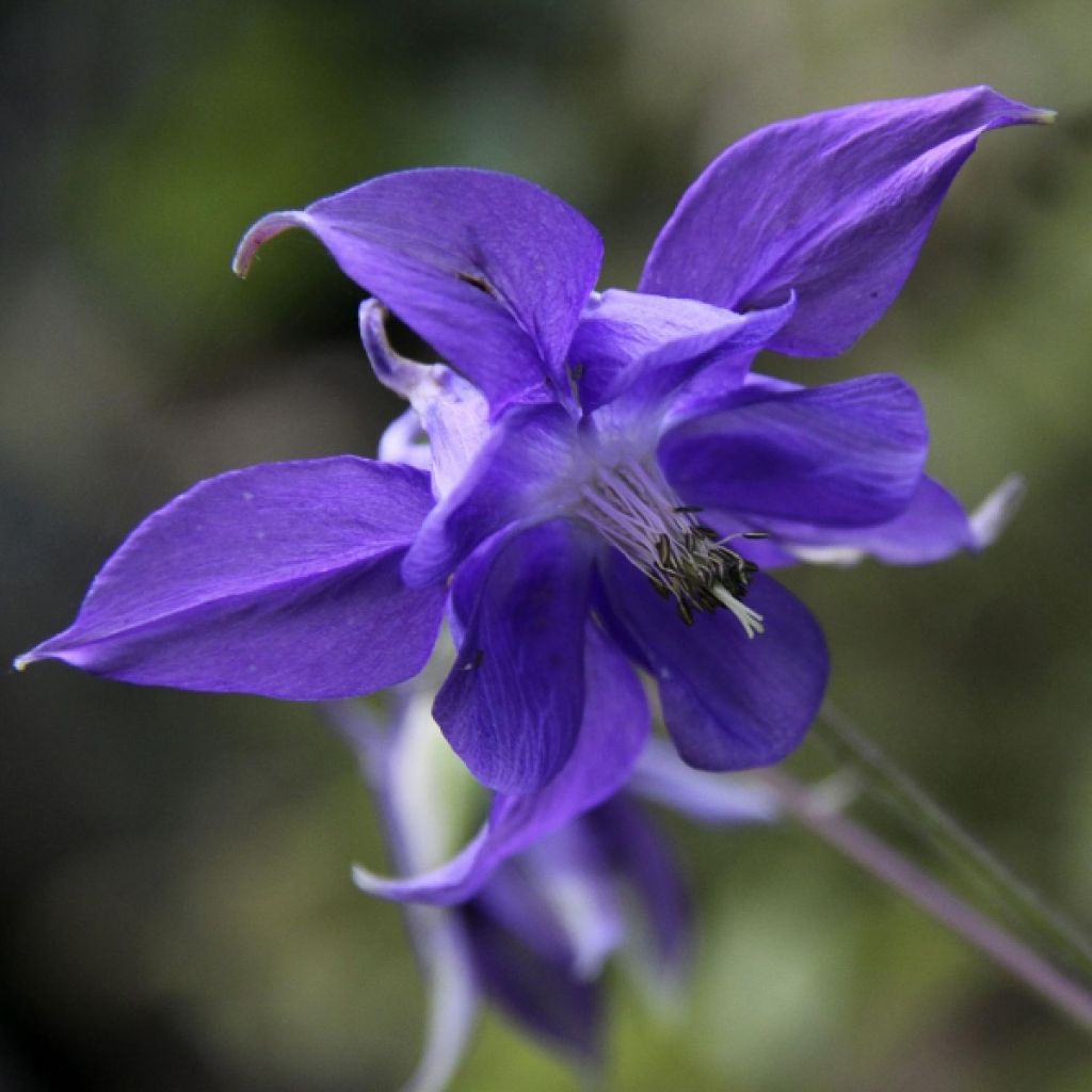 Aquilegia vulgaris - Aguileña