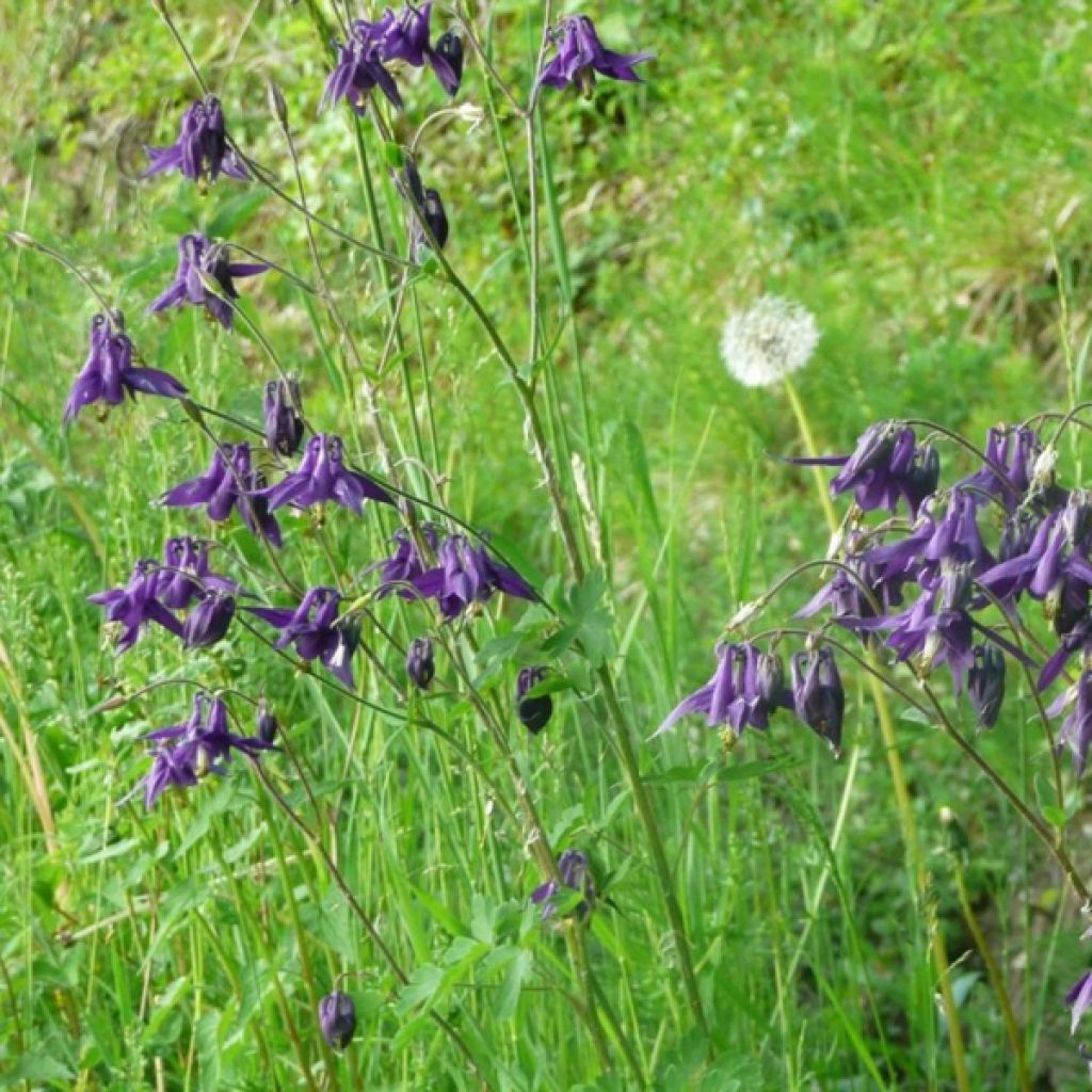 Aquilegia vulgaris - Aguileña