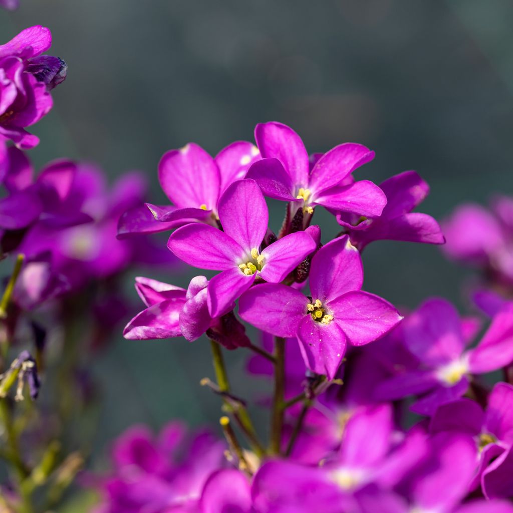 Arabis blepharophylla Frühlingzauber