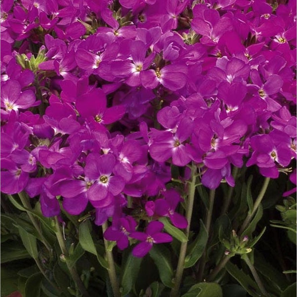 Arabis blepharophylla Rose Delight - Arabette de Californie