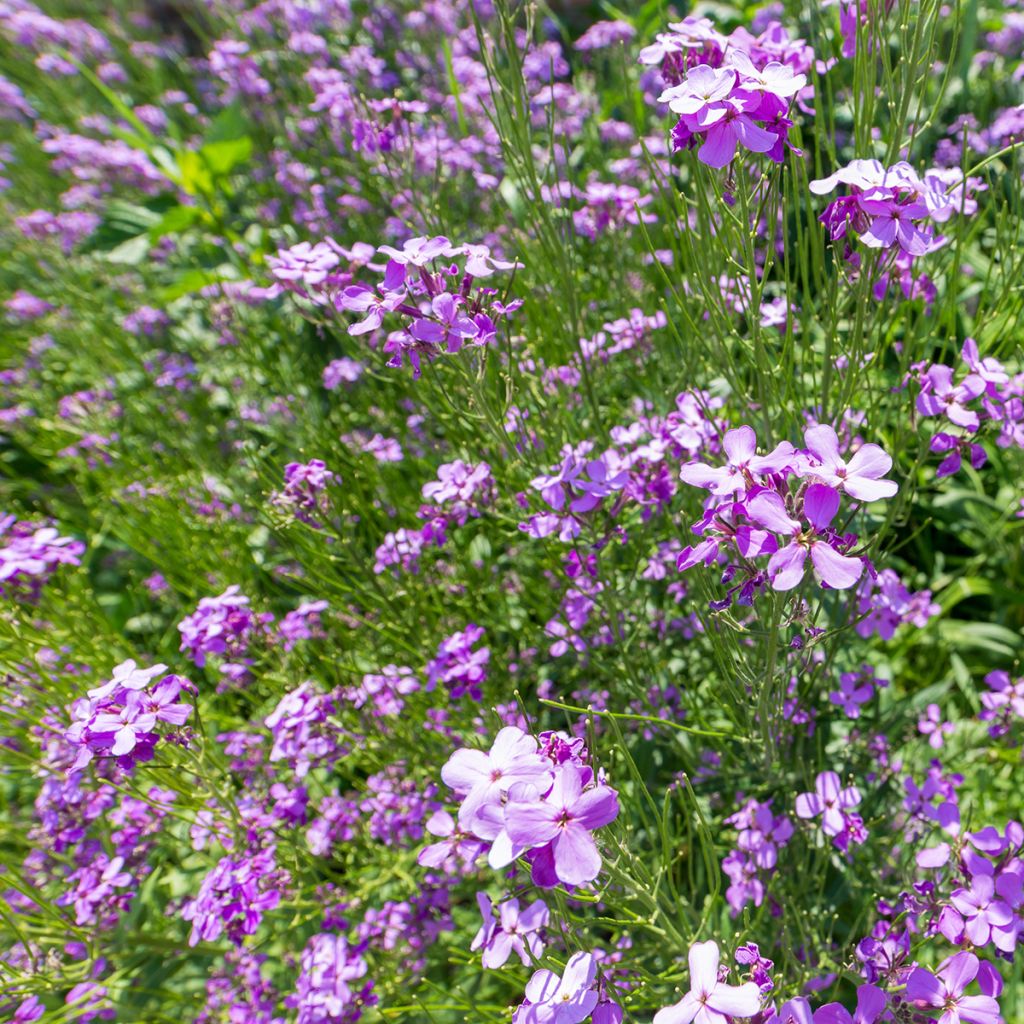 Arabis blepharophylla - Arabis rosada