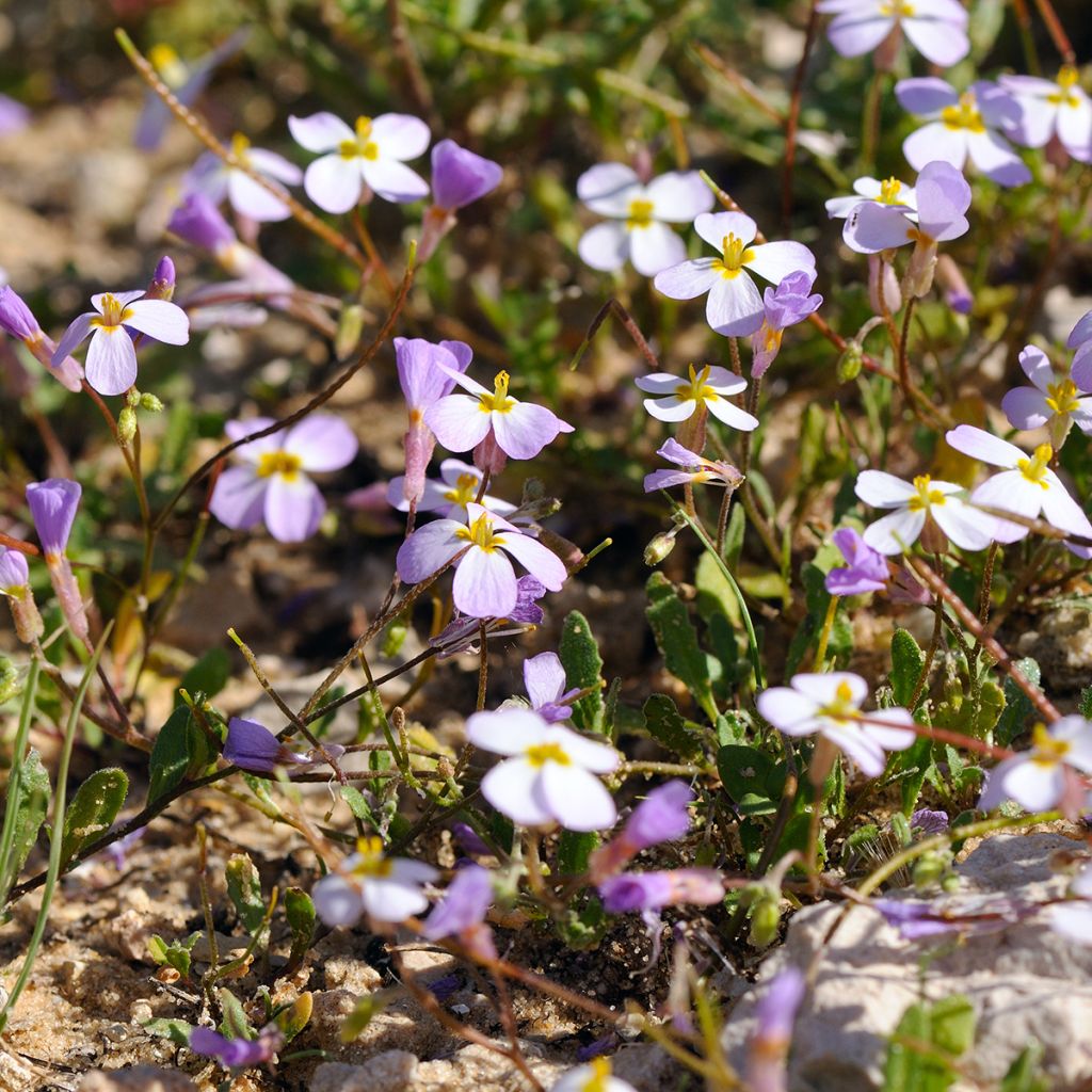 Arabis caucasica Rosea