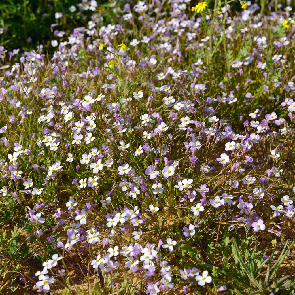 Arabis caucasica Rosea