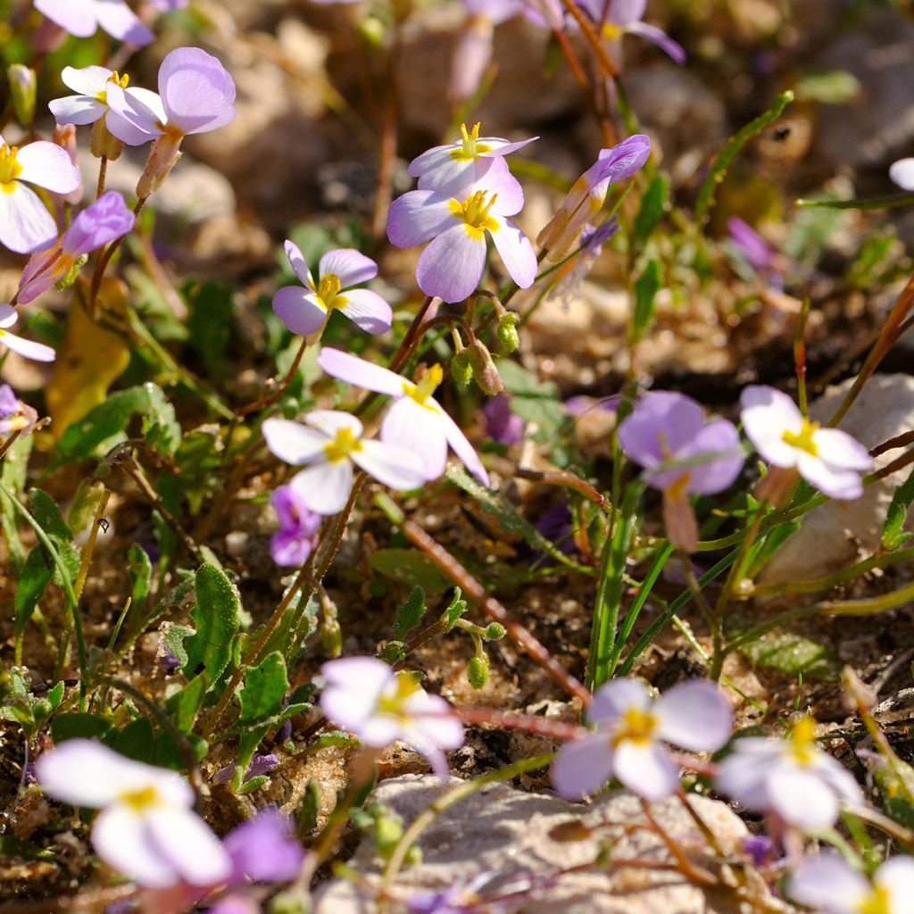 Arabis caucasica Rosea