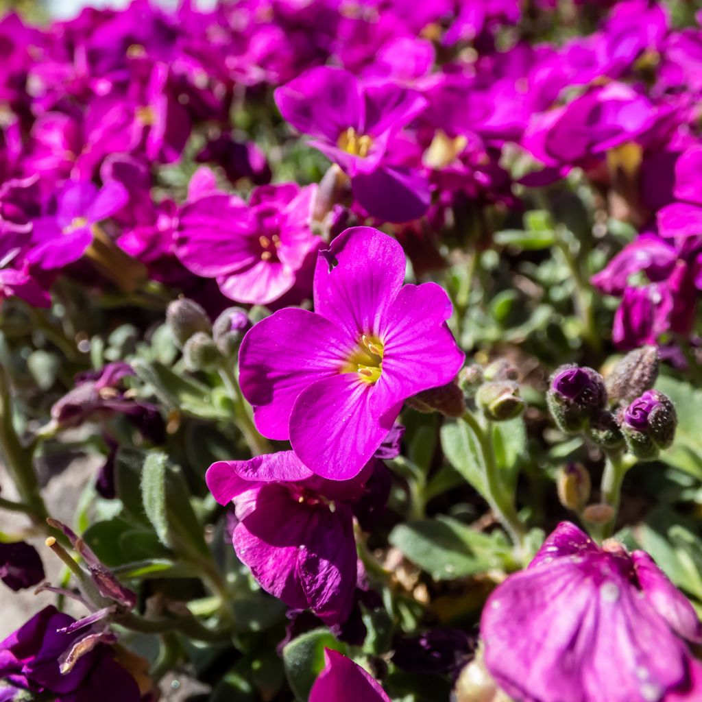 Arabis caucasica Aubris Deep Rose