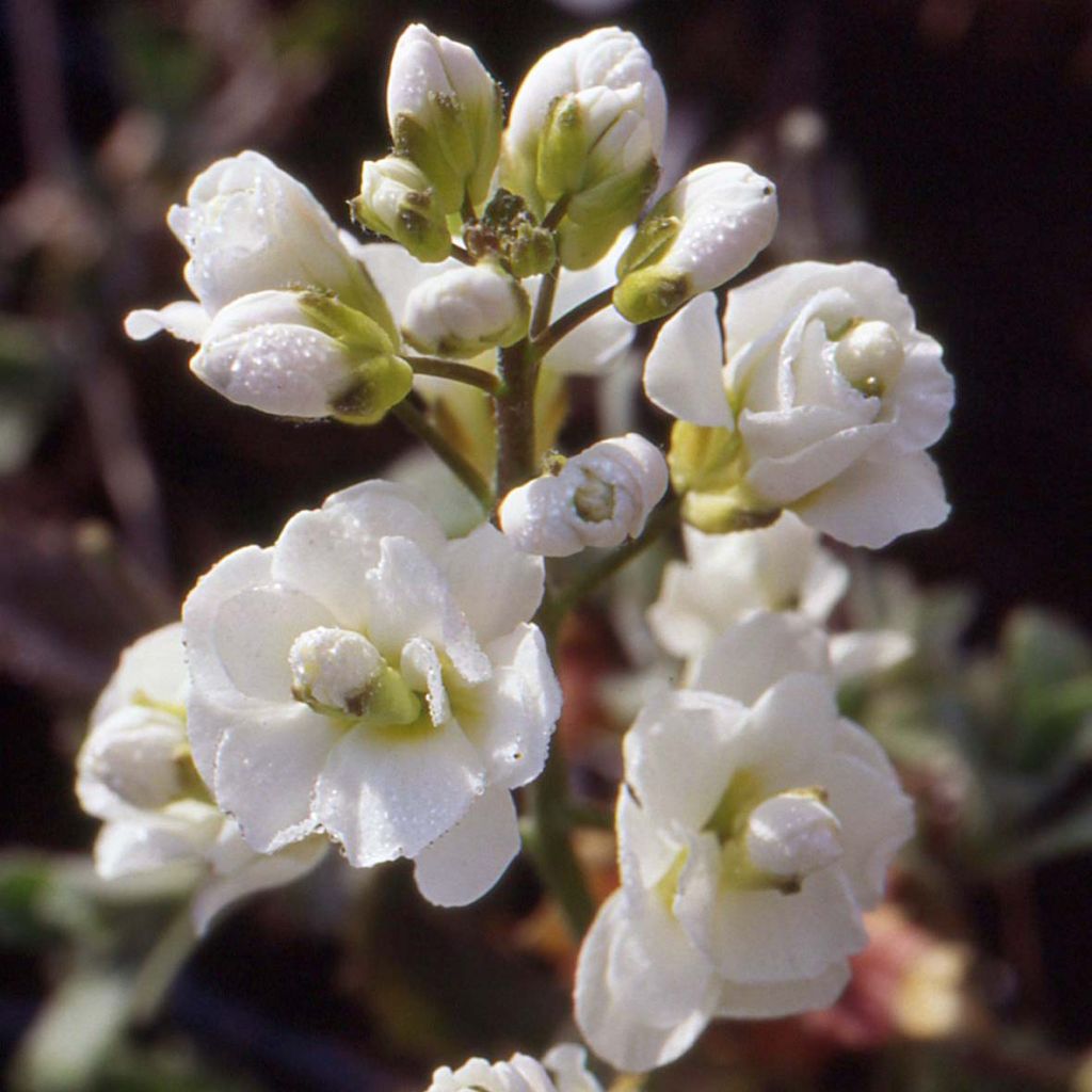 Arabis caucasica Plena - Arabette du Caucase