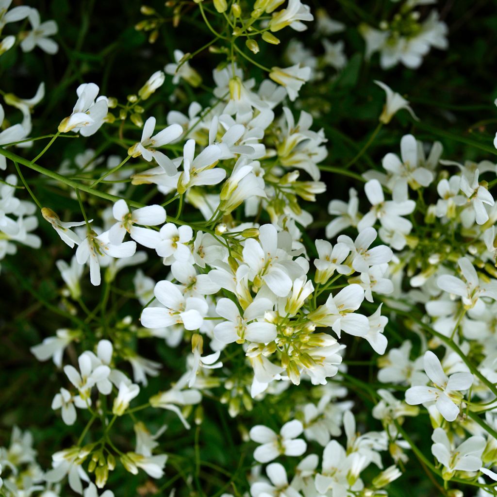 Arabis caucasica Snowcap