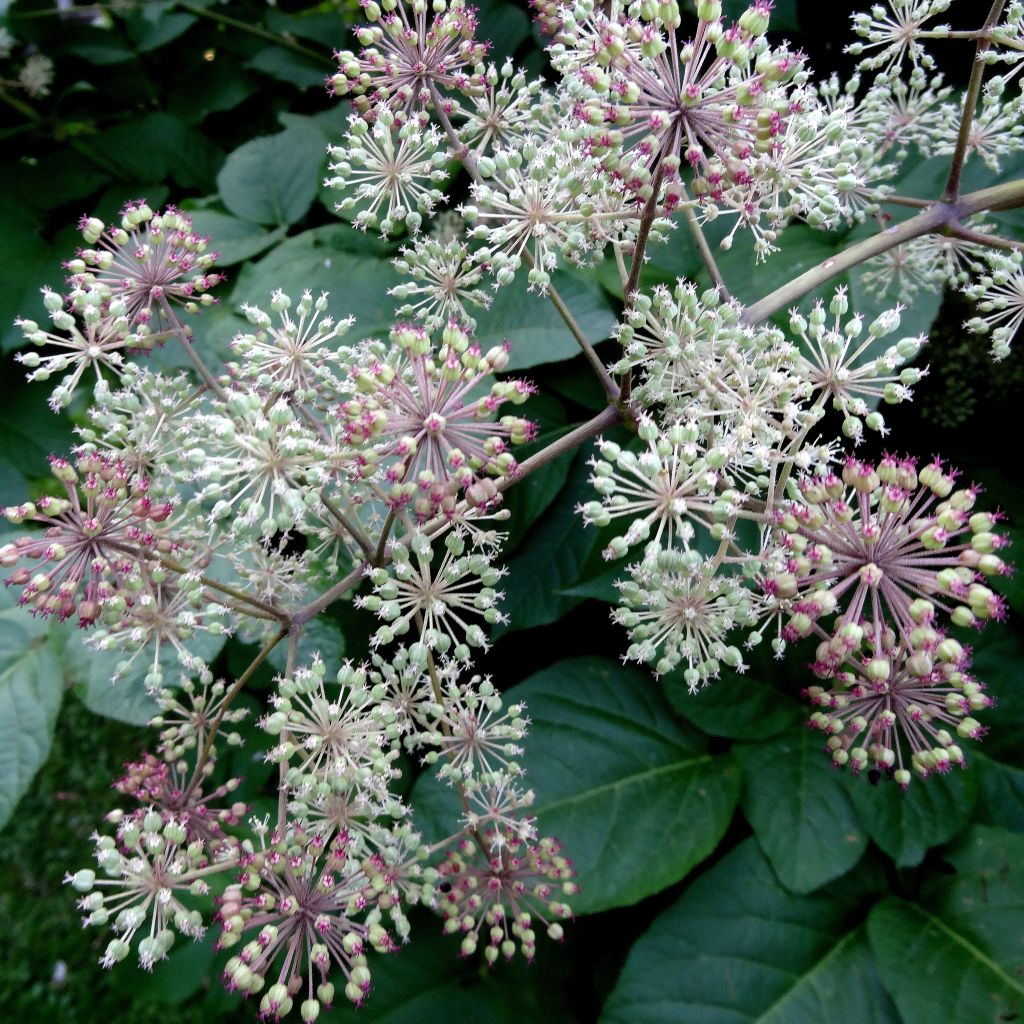 Aralia californica