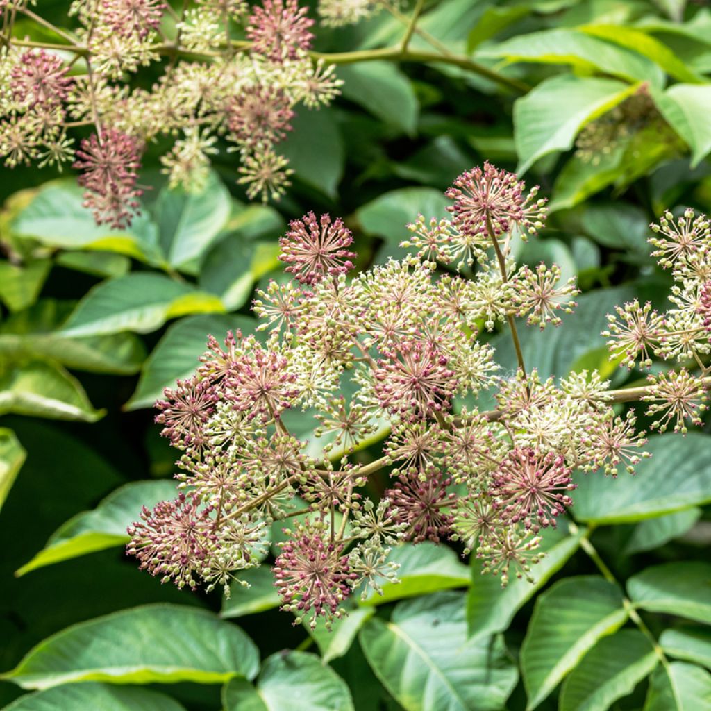 Aralia californica