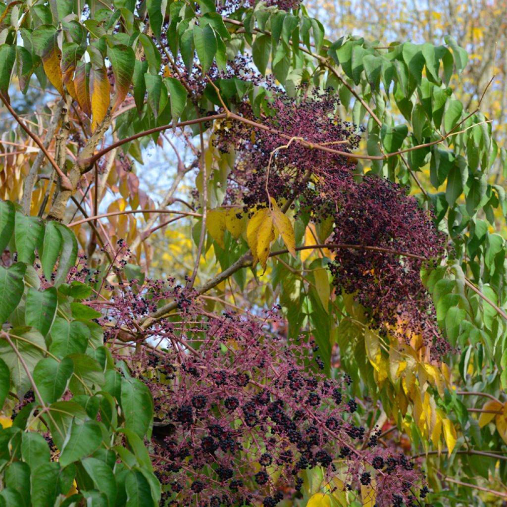 Arbol de angélica japonés - Aralia elata