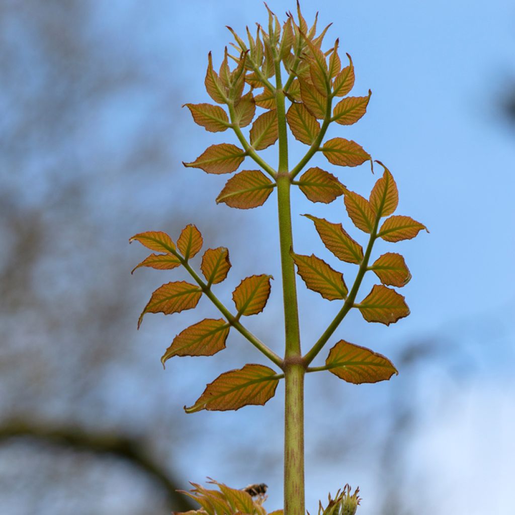 Arbol de angélica japonés - Aralia elata