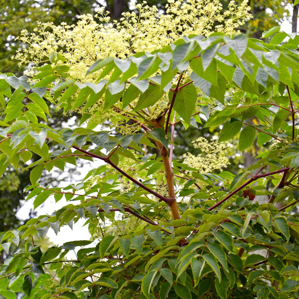 Arbol de angélica japonés - Aralia elata