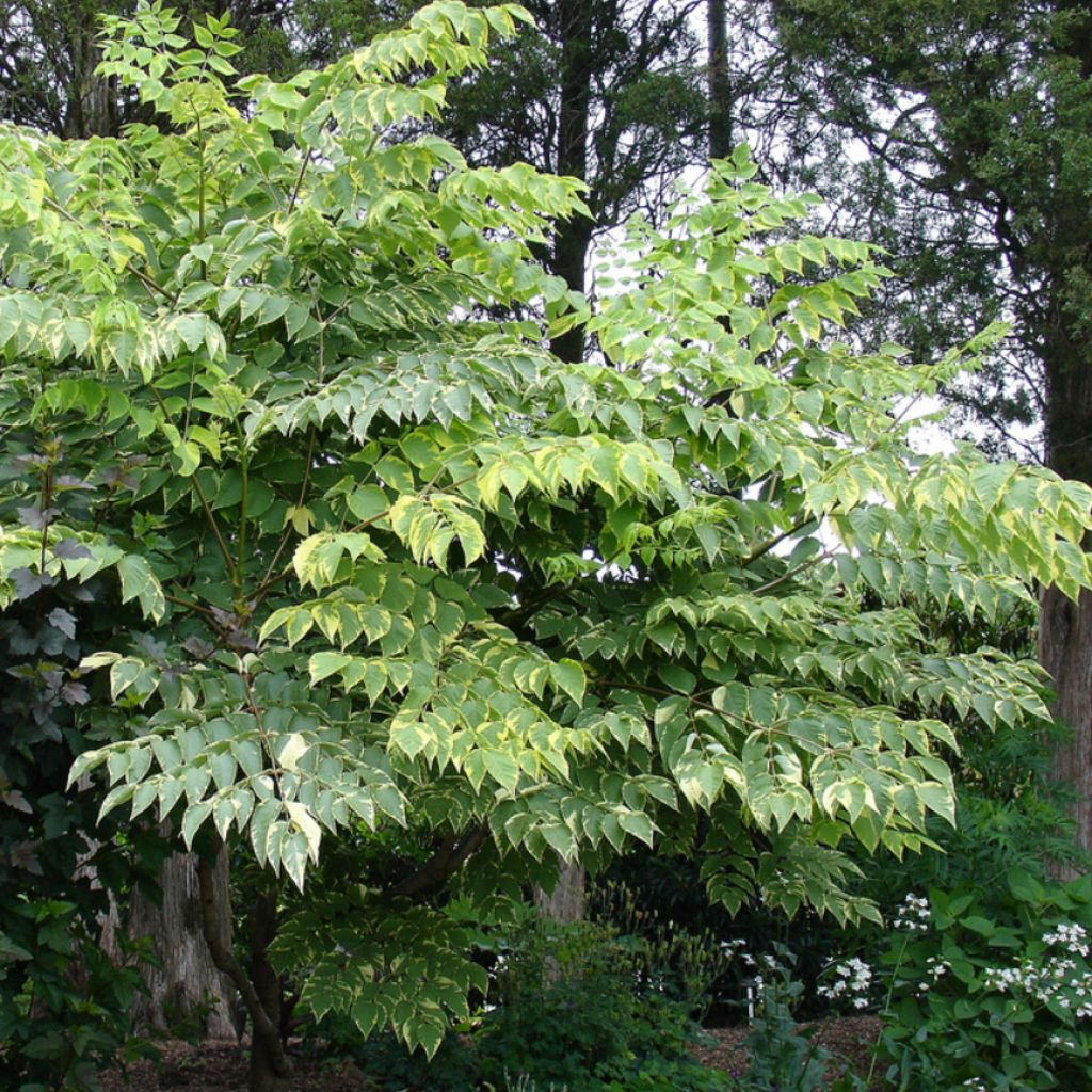 Aralia elata Aureovariegata - Angélique en arbre du Japon panachée