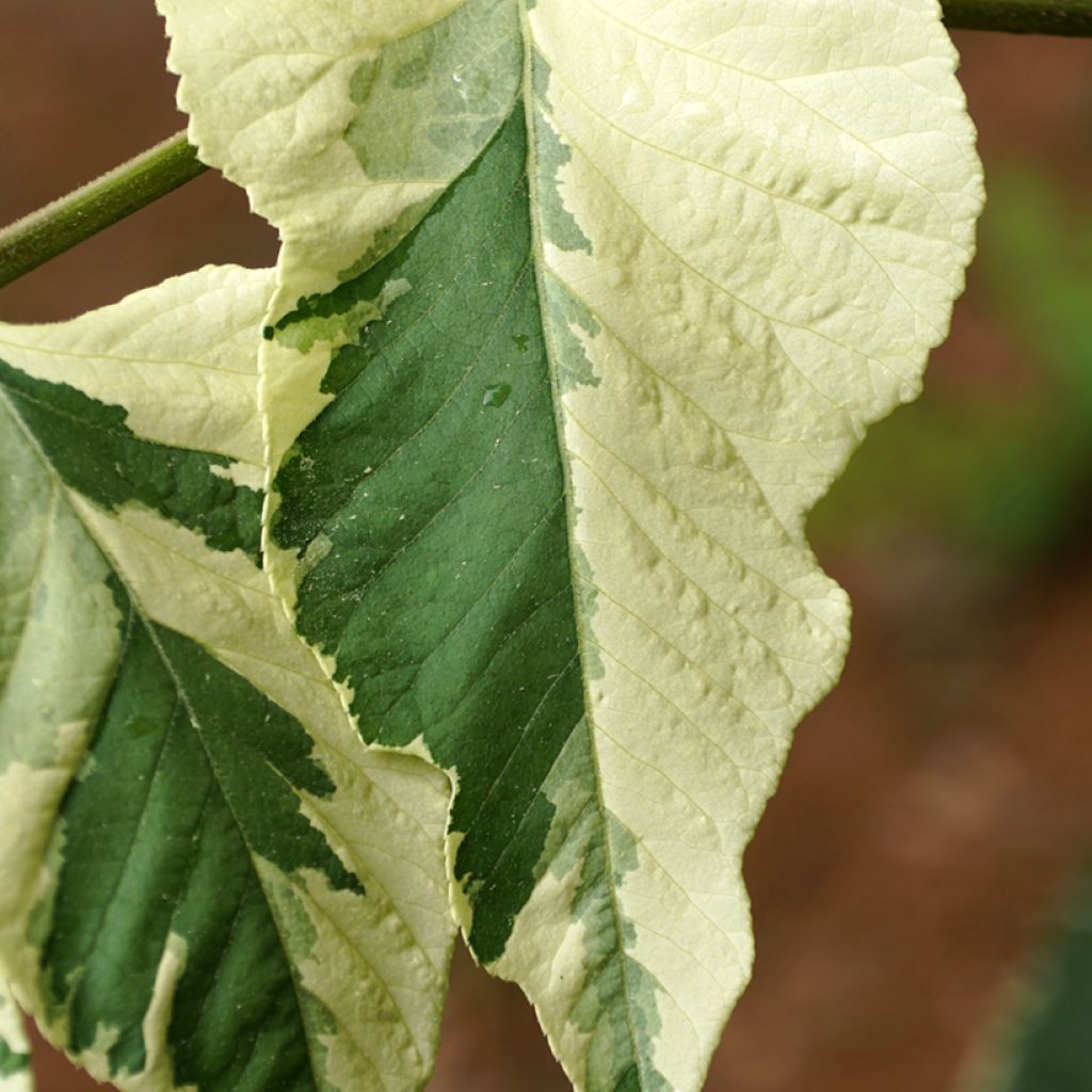 Arbol de angélica japonés - Aralia elata Silver Umbrella