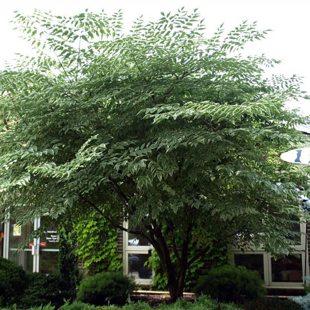 Arbol de angélica japonés - Aralia elata Silver Umbrella