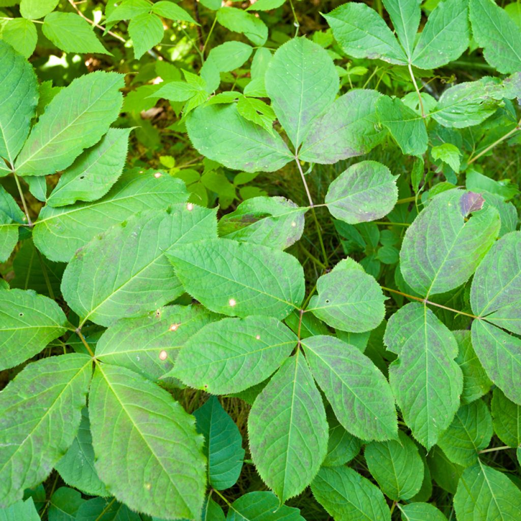 Aralia nudicaulis