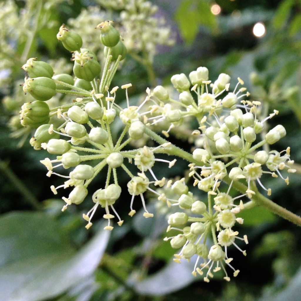 Aralia spinosa