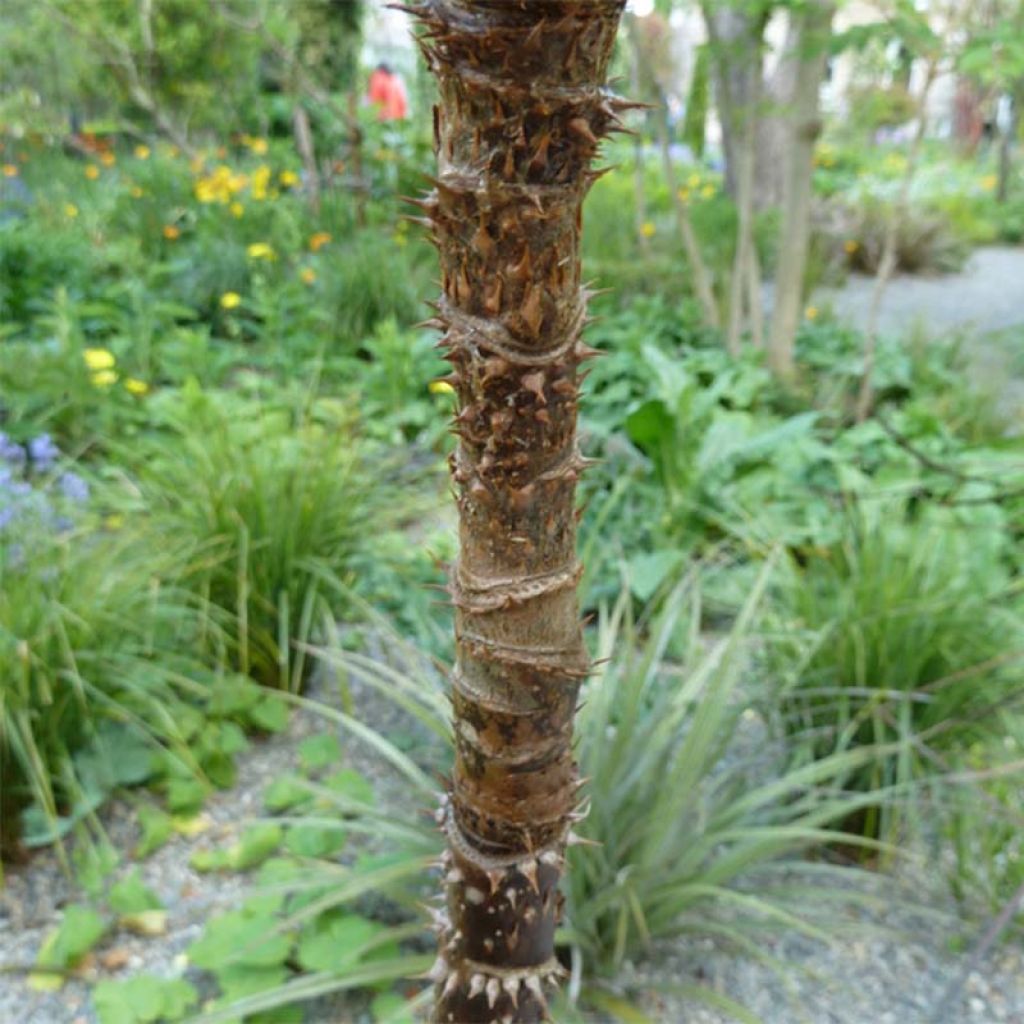 Aralia spinosa