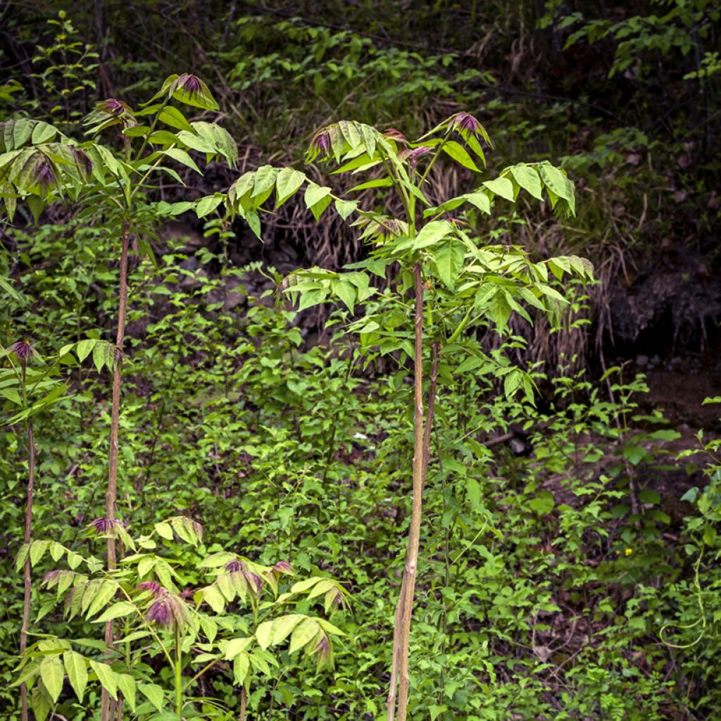 Aralia spinosa