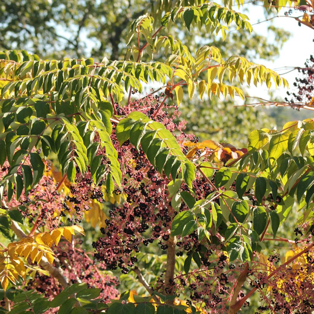 Aralia spinosa