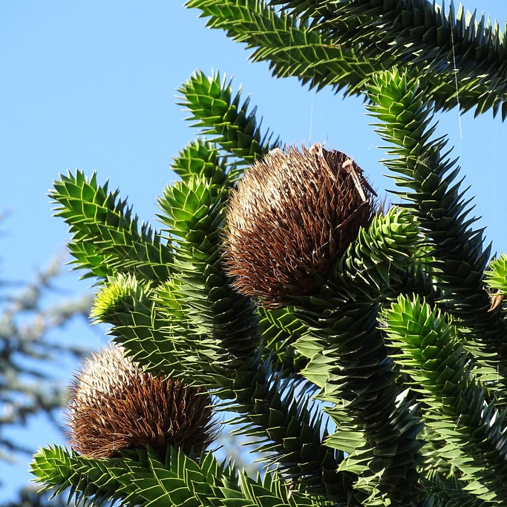 Araucaria araucana - Araucana