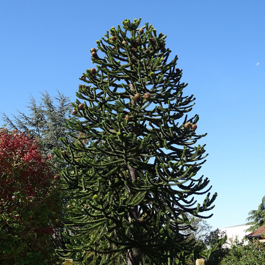 Araucaria araucana - Araucana