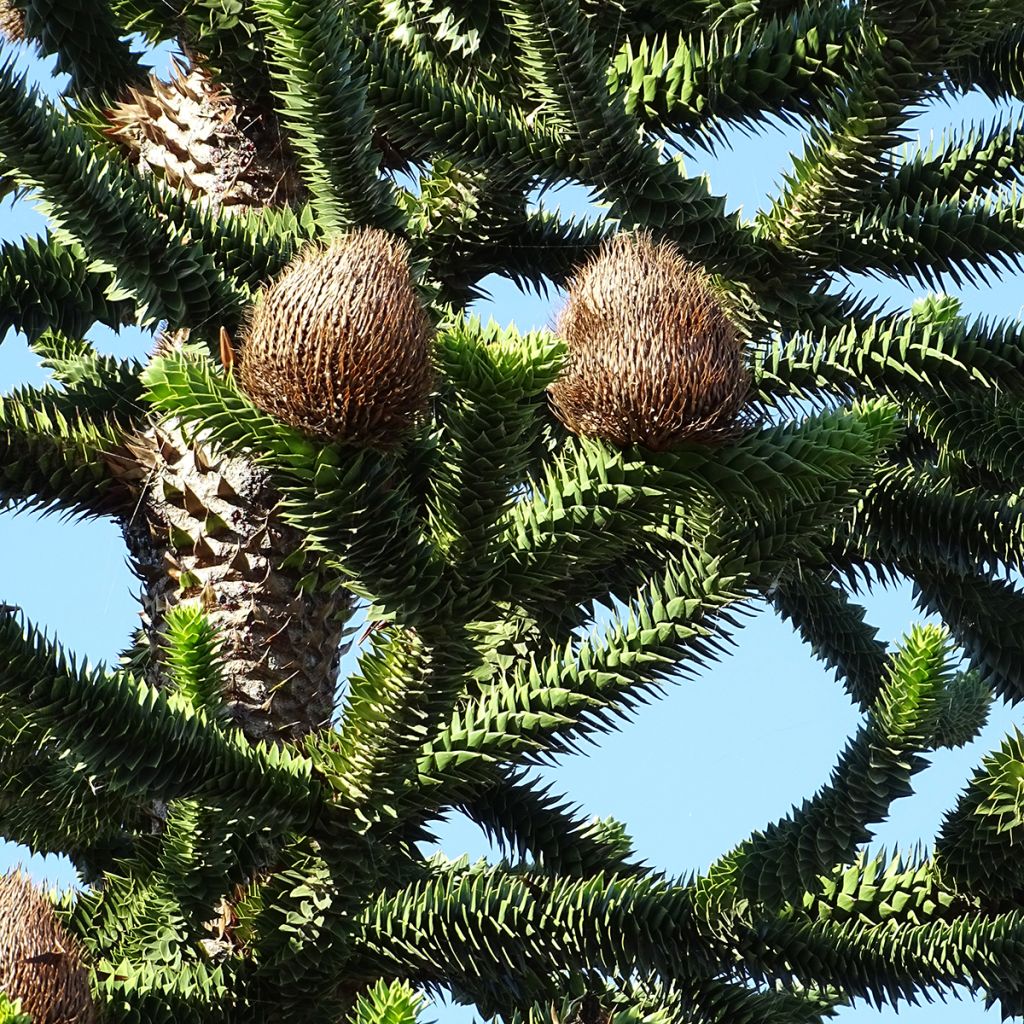 Araucaria araucana - Araucana