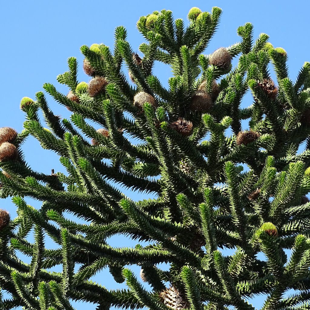 Araucaria araucana - Araucana