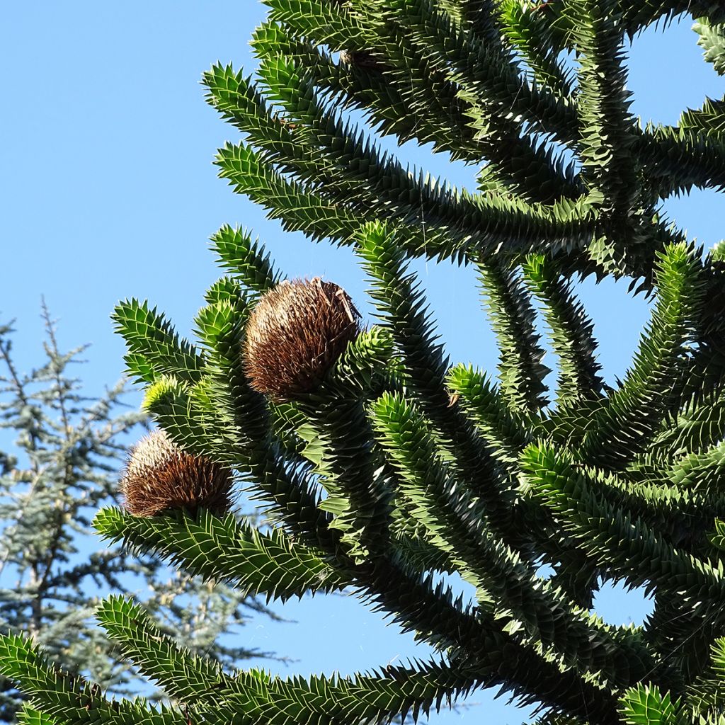 Araucaria araucana - Araucana