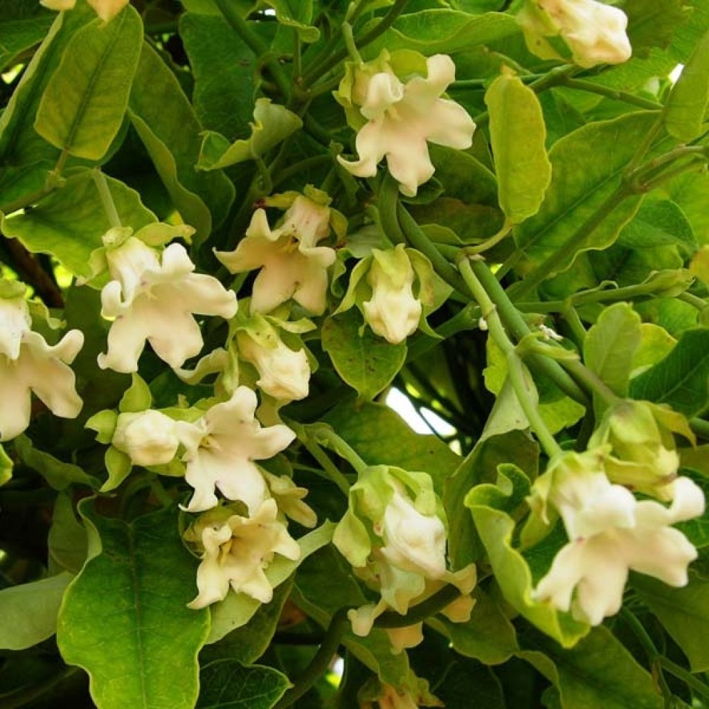 Araujia sericofera alba, plante cruelle