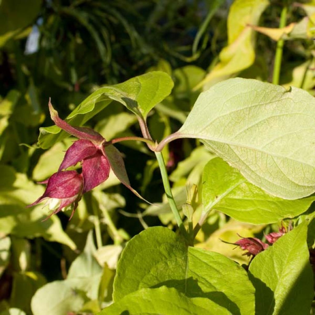 Leycesteria formosa Golden Lanterns - Madreselva del Himalaya