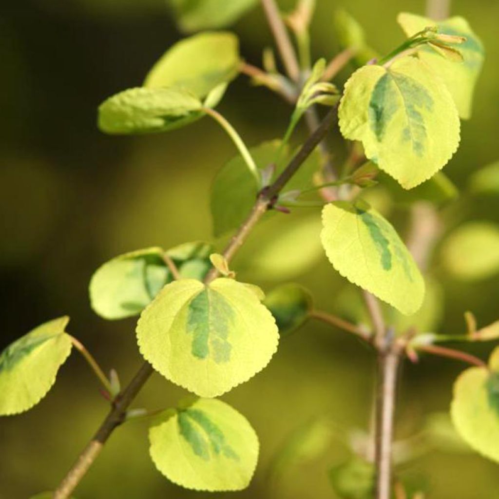 Arbre à caramel - Cercidiphyllum japonicum Chameleon