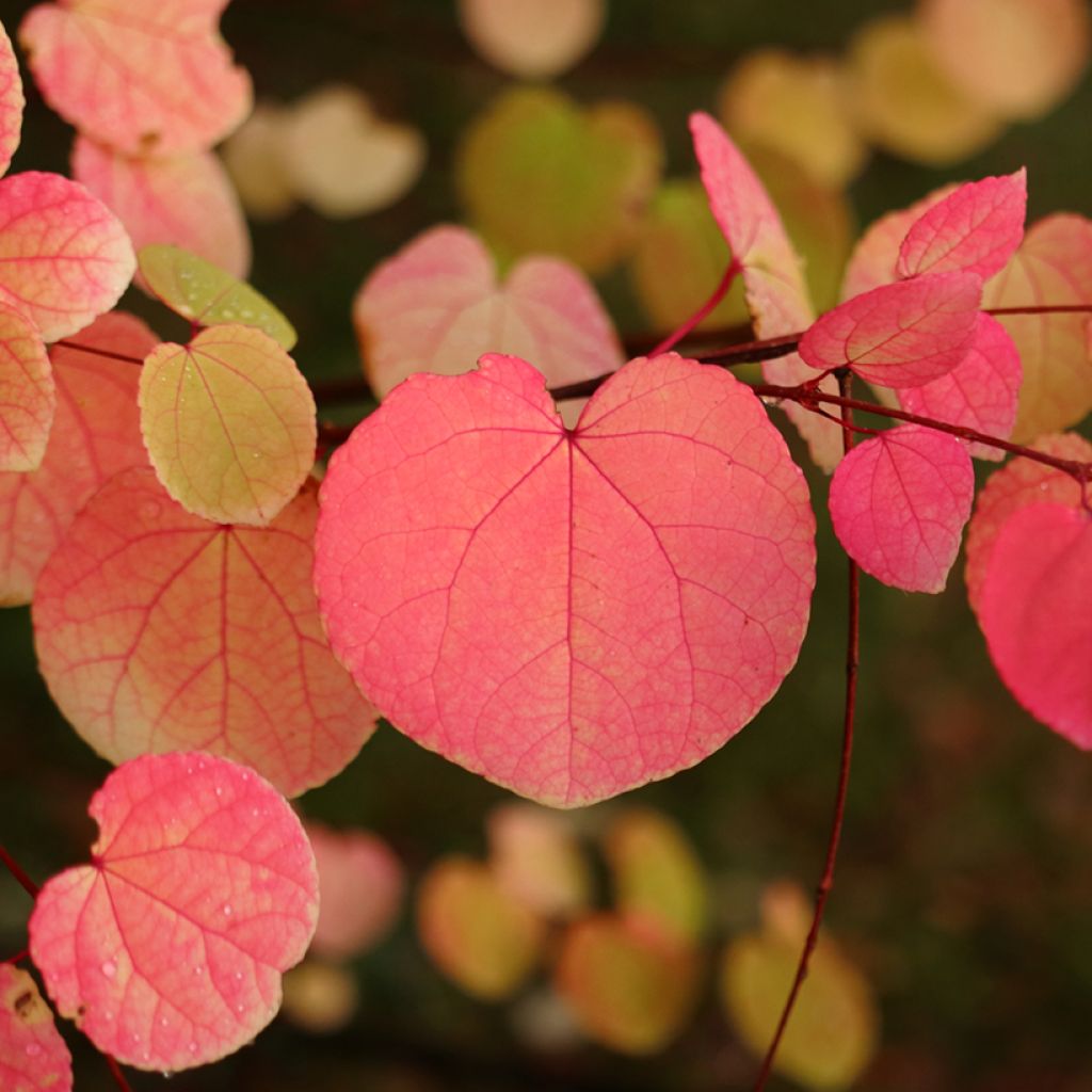 Cercidiphyllum japonicum - Katsura