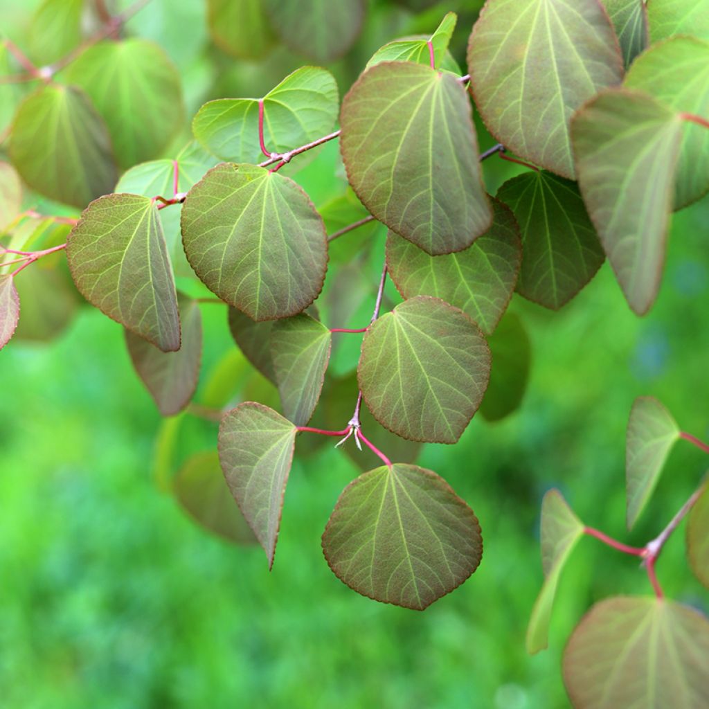 Cercidiphyllum japonicum - Katsura