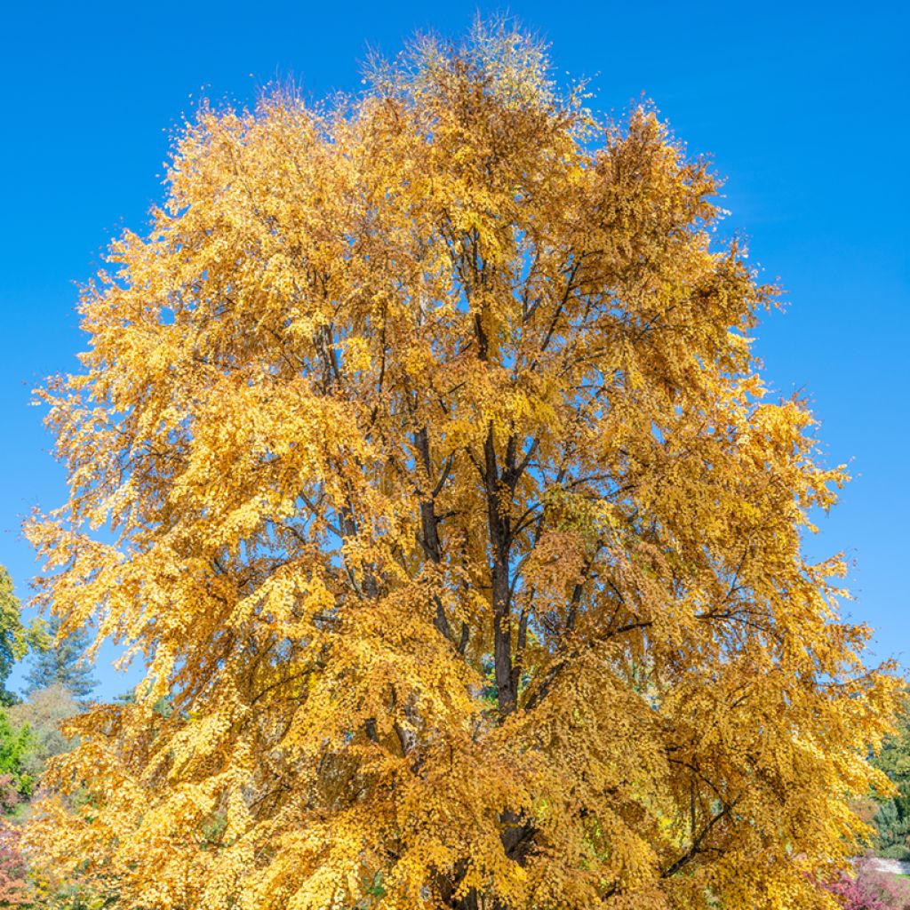 Cercidiphyllum japonicum - Katsura