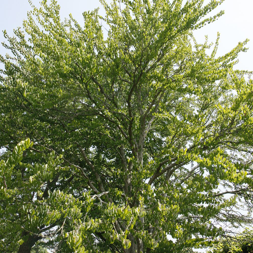 Cercidiphyllum magnificum