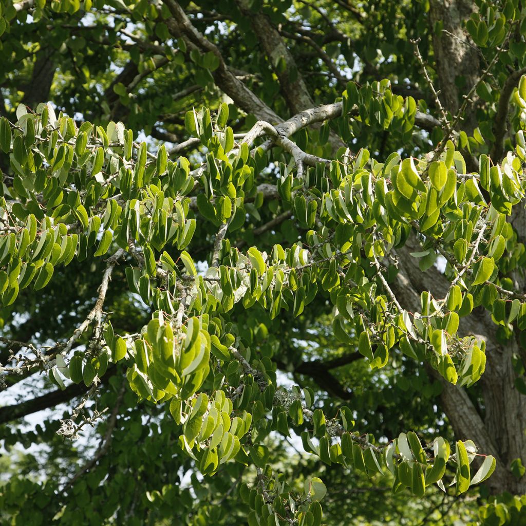 Cercidiphyllum magnificum