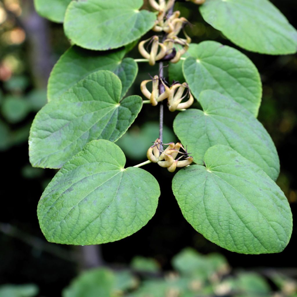 Cercidiphyllum magnificum